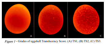 Figure 1 - Grades of eggshell Translucency Score. (A) TS1, (B) TS2, (C) TS3.