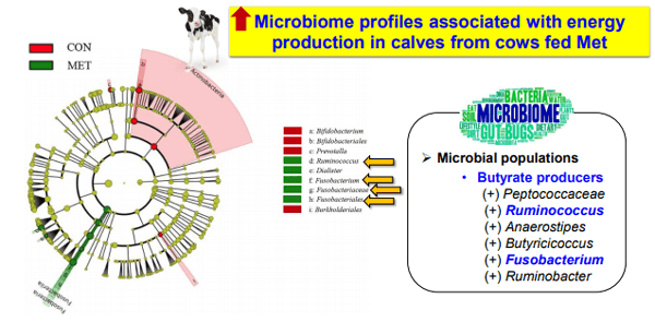 Additives: Use of Choline and Methionine in Dairy Cattle - Image 33