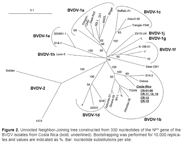 Genetic typing of bovine viral diarrhea virus isolates from Costa Rica - Image 4