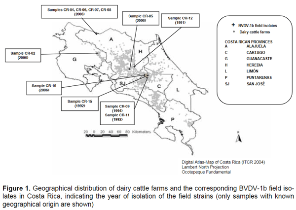 Genetic typing of bovine viral diarrhea virus isolates from Costa Rica - Image 1