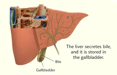 Effect of Nutrition on Hepatic Health - Image 5