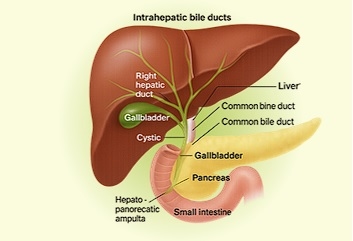 Efecto de nutrición en salud hepática - Image 1