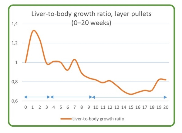 Effect of Nutrition on Hepatic Health - Image 4