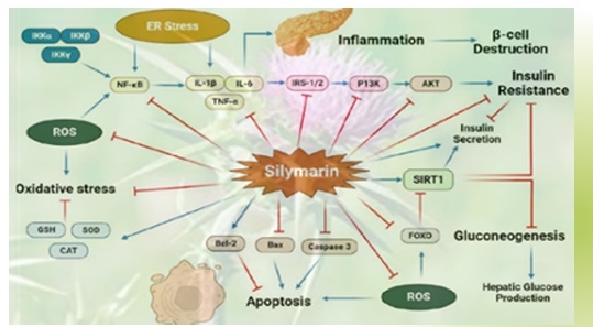 Effect of Nutrition on Hepatic Health - Image 8