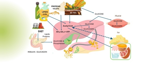 Effect of Nutrition on Hepatic Health - Image 6