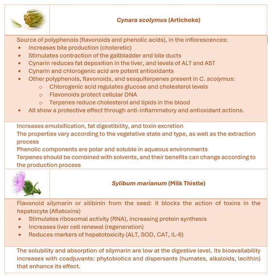 Effect of Nutrition on Hepatic Health - Image 10