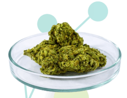 Essential oils as an antibiotic alternative in pigs - Image 2