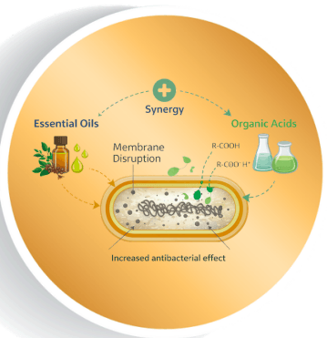 Essential oils as an antibiotic alternative in pigs - Image 4
