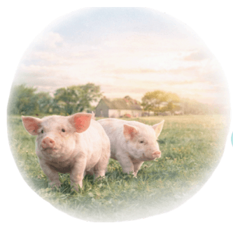 Essential oils as an antibiotic alternative in pigs - Image 1