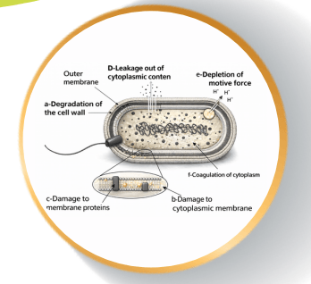 Essential oils as an antibiotic alternative in pigs - Image 3