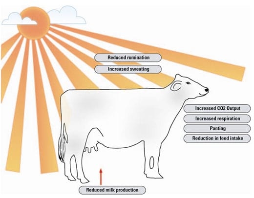 Heat Stress in Dairy Animals: Causes, Consequences and Possible Solutions - Image 1