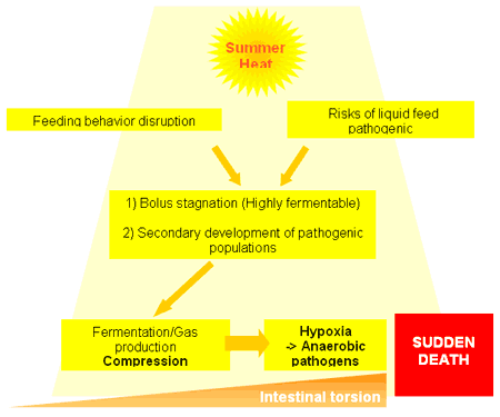Understanding and managing sudden death in fattening pigs during summer - Image 1