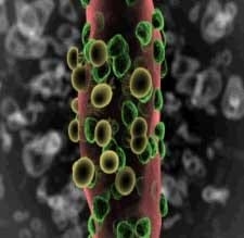 Live yeast action on the rumen: unlocking fiber potential to optimize feed value - Image 1