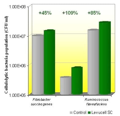 Live yeast action on the rumen: unlocking fiber potential to optimize feed value - Image 4