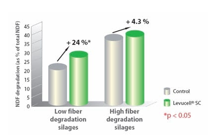 Live yeast action on the rumen: unlocking fiber potential to optimize feed value - Image 5
