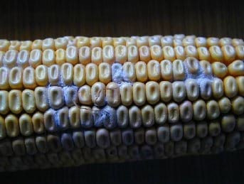 Fumonisins - Mycotoxins of increasing importance! - Image 2