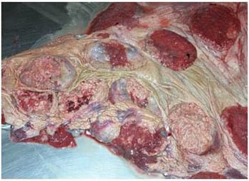 Spoiled Feeds, Molds, Mycotoxins and Animal Health - Image 1