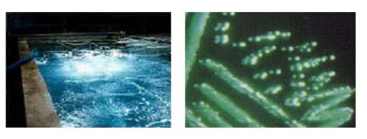 Vibriosis in Shrimp Aquaculture - Image 2
