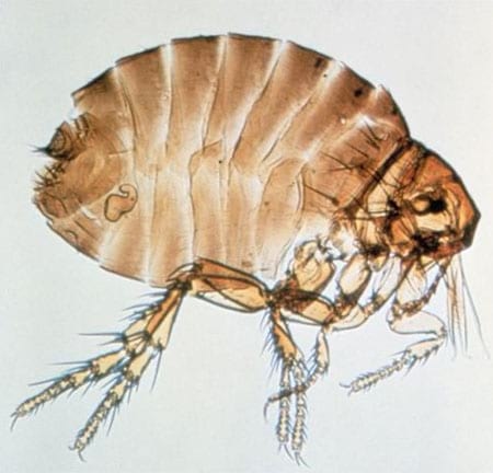 External Parasites on Swine - Image 8
