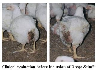 Ban on AGPS in the EU: impact on the Asian Poultry Industry - Image 1