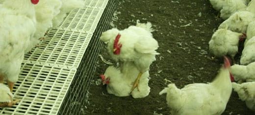 The advantages of automatic hatching egg collection - Image 3