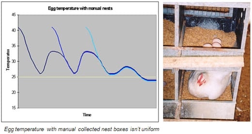 The advantages of automatic hatching egg collection - Image 6