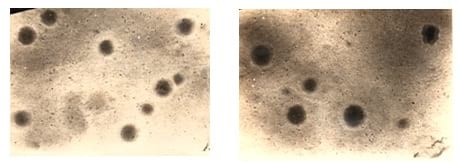 Mycoplasma Complicated Chronic Respiratory Disease (CCRD) -A Review - Image 13