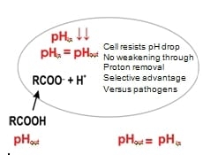 Acidifiers in Swine - Image 2