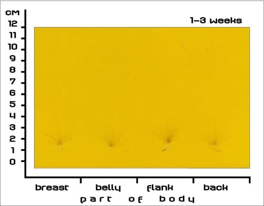 Timing Feather Plucking to Natural Moult in Gray Landes Geese - Image 1