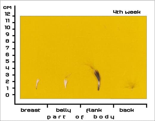 Timing Feather Plucking to Natural Moult in Gray Landes Geese - Image 3