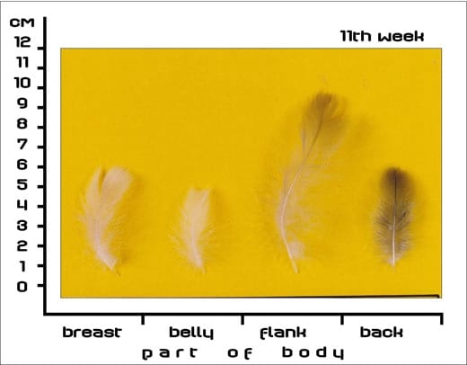 Timing Feather Plucking to Natural Moult in Gray Landes Geese - Image 6