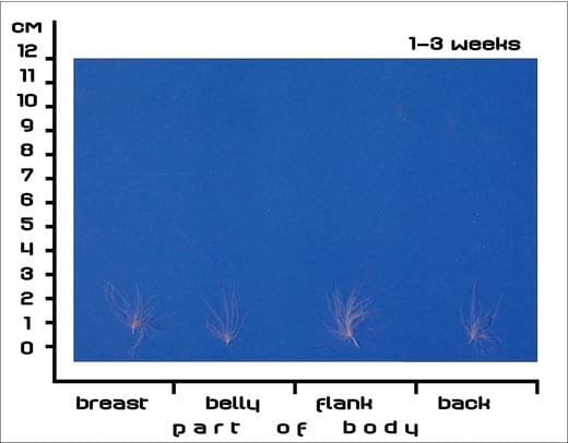 Postnatal Feather Cycle of Hungarian Upgraded Goose Goslings - Image 1