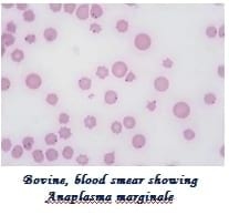 Management of Ectoparasites of Livestock - Image 5