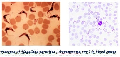 Management of Ectoparasites of Livestock - Image 18