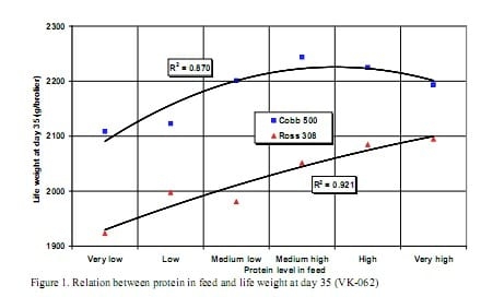 Developments and innovations in broiler nutrition in the Netherlands - Image 2