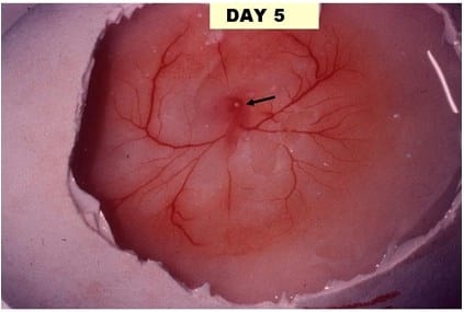 A Photographic Guide to Goose Embryo Development - Image 5
