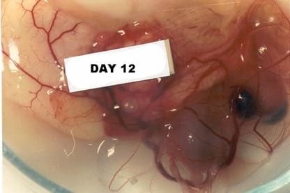 A Photographic Guide to Goose Embryo Development - Image 10