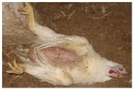 Managing Sub Clinical Necrotic Enteritis – Made Easy - Image 11