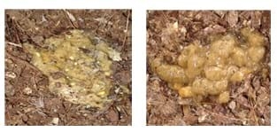 Managing Sub Clinical Necrotic Enteritis – Made Easy - Image 2
