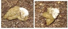 Managing Sub Clinical Necrotic Enteritis – Made Easy - Image 14