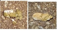 Managing Sub Clinical Necrotic Enteritis – Made Easy - Image 15