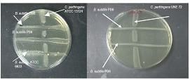 Managing Sub Clinical Necrotic Enteritis – Made Easy - Image 13
