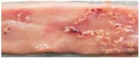 Managing Sub Clinical Necrotic Enteritis – Made Easy - Image 8