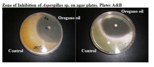 Available solutions for mycotoxin binding - Image 2