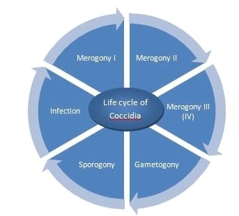 Coccidiosis in poultry- a review - Image 1