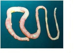 Coccidiosis in Poultry- A Review - Image 9