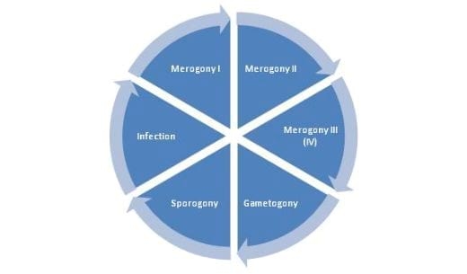 Coccidiosis in Poultry- A Review - Image 2