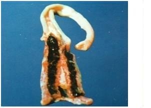 Coccidiosis in Poultry- A Review - Image 7