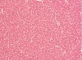 Replacement of Synthetic Choline in Poultry Diet - The Phytogenic Way - Image 3