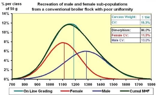 Evaluating Uniformity in Broilers - Factors Affecting Variation - Image 4